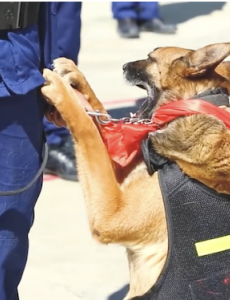 退役搜救犬扒训导员衣角不愿离开，愿它们都能展开新的狗生，幸福安康！