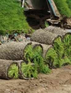 袁隆平团队在内蒙古试种海水稻，将在一周内进行