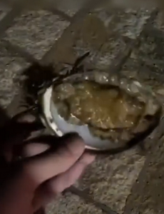 青岛游客海里捡鲍鱼被要500块，协调后退钱并向游客道歉