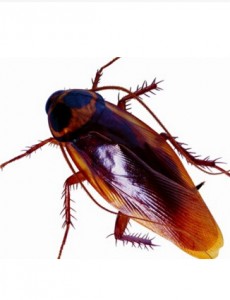 揭晓世界上最大的蟑螂，东方蜚蠊你们有见过吗（长达10厘米）