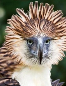 世界上最大的鹰是什么品种，菲律宾鹰(重4公斤/翅展3米)