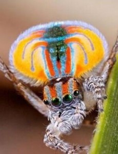 探索动物之最：世界上最美的蜘蛛竟然会跳舞？