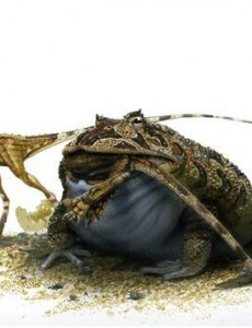 揭秘世界上最大的青蛙，非洲巨蛙竟然重达3公斤（相当于刚出生的婴儿）