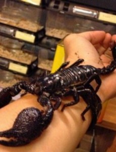 揭秘世界上最大的蝎子原来是非洲帝王蝎（个体最大者达35厘米）