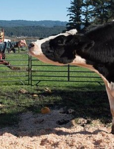 揭晓世界上最大的奶牛，奶牛丹尼尔重1043公斤不敢想象（每天食用45公斤干草）