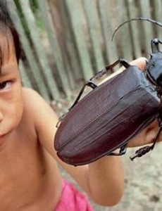 说说世界上最大的昆虫，泰坦甲虫长达21厘米（比人的手掌都大）太吓人