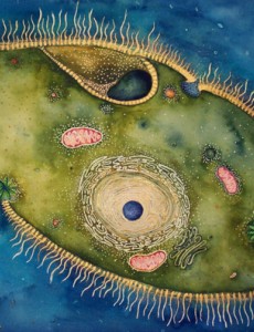 盘点世界上最轻的动物，H39居然能小到肉眼看不清(1000万亿个才重1克)