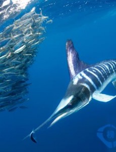 涨知识！【水中游得最快的鱼】揭秘世界上游得最快的鱼