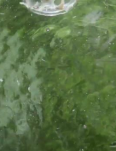 桃花水母现身云南，采用不打搅、不危害的保障措施