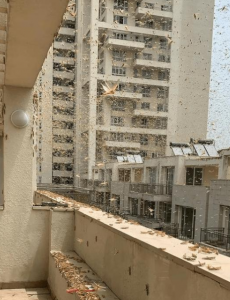 印度首都多地出现大量蝗虫群，德里政府紧急召开会议