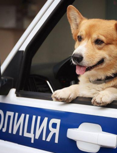 俄罗斯唯一一只柯基警犬退休，并参加灵巧犬赛事