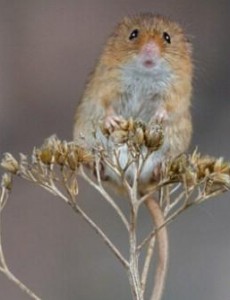 揭晓世界上最小的老鼠，巢鼠仅8g（短小精悍）长什么样子