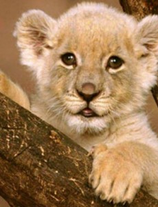 世界上最小的狮子是什么，索马里狮（刚出生仅0.5千克这也太轻了）