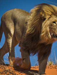 揭秘世界上最大的狮子，开普狮体型如同大象不愧是狮子王（体重420公斤）
