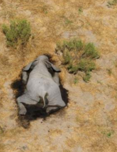 非洲350头大象接连离奇死亡，都是脸部朝下倒地