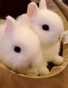 揭秘世界上最小的兔子，荷兰侏儒兔体重仅1千克（小到捧手心）可爱到融化