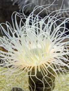 世界上毒性最强的动物是什么,沙岩海葵(0.00015克可致死)好吓人