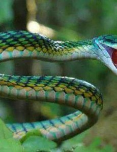 世界上到底有多少种毒蛇,竟然共600余种(其中195种致命）