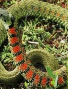 盘点中国十大毒蛇排行榜,银环蛇是中国第一毒(厉害到连抗毒血清都不行)