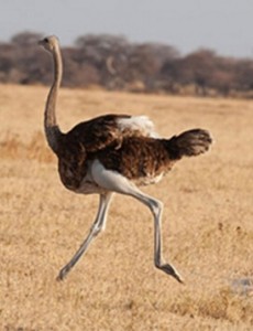 盘点世界上十大鸟类排行榜，角蜂鸟竟被封为“女神”长什么样子