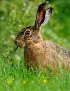 揭晓世界上最快的兔子，原来是欧洲野兔(72公里/小时)