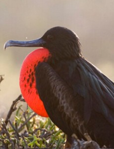 总结盘点世界上最快的动物排行榜，猎豹时速130公里竟排名第三