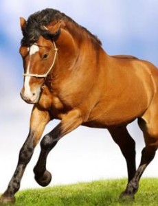 盘点世界上最贵的十种动物,名马绿猴最昂贵(价值1.1亿人民币）你买的起吗