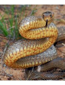 盘点世界上十大毒蛇排行榜,内陆太攀蛇(比响尾蛇毒300倍/一毫克杀两人)