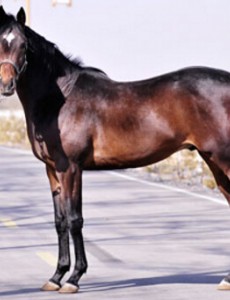 盘点世界上跑得最快的马种，英国纯血马（2分23秒跑完2400米）太飒了