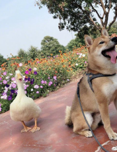 王珞丹发寻鸭启事，吉吉已经不在了