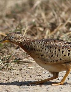 贵州山中龙吟为鸟类发出声源，与地质活动无关
