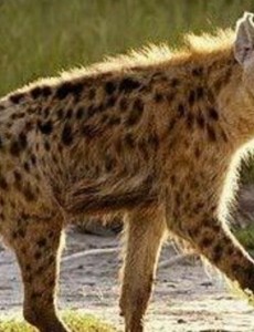 盘点世界上奔跑速度最快的动物排行榜，猎豹1小时130公里太快了！