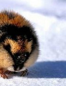 你们知道世界上繁殖最快的动物是什么？就是北极旅鼠（动物界的生产机）