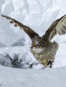 世界上最大的猫头鹰是什么,毛腿渔鸮or雕鸮(猫头鹰老大是谁你知道吗)