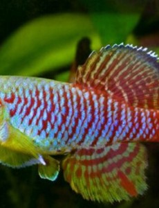 了解一下世界上繁殖最快的鱼,出生17天后便可繁殖(但是长得快，死得早)