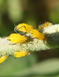 认识一下世界上繁殖最快的昆虫,竟然是蚜虫（切记，密集恐惧症勿看）