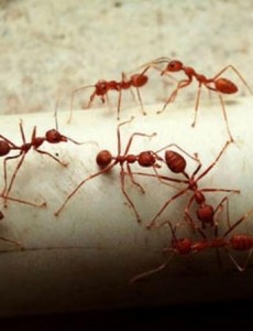 热剧鬼吹灯中沙漠行军蚁真的吃人吗？看看二战时被食人蚁吃掉的德国部队