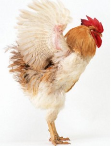 世界上最重的鸡是什么鸡，白斑鸡重达10千克（号称鸡中之王）