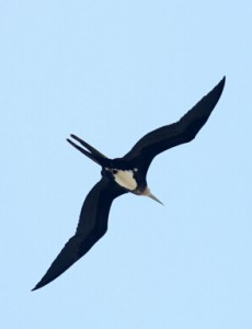 揭秘世界上飞得最快的鸟，飞行冠军原来是“军舰鸟”(418公里/小时)