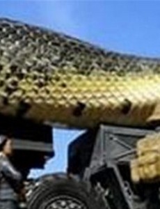 盘点世界上最重的蛇排行榜，10米蟒蛇竟然比大象还重，又一重量级选手