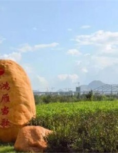 英德十大红茶基地都有哪些 其中创美茶园上榜第二主产英红九号