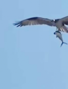 巨大老鹰从海中抓起一头鲨鱼，美国南卡罗来纳州