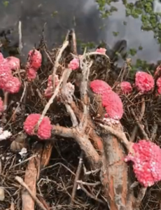 福寿螺疯狂入侵洱海，危害最大的外来物种”之一